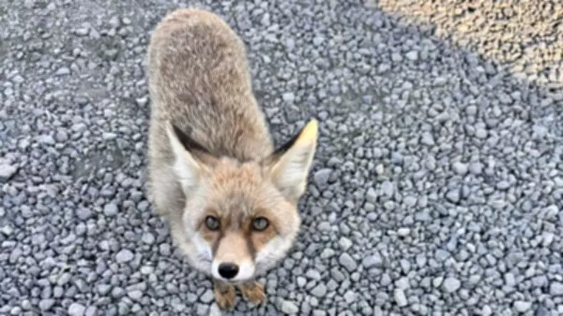 Samsun'da Atış Poligonuna Gelen Tilki 'Barut' Polislerin Maskotu Oldu