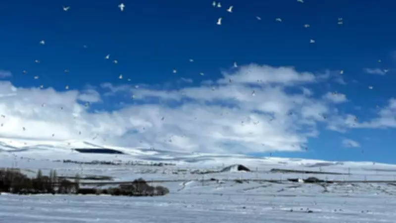 Sıcaklık Aldattı! Çıldır Gölü'ne Erken Gelen Martılar Buzla Karşılaştı