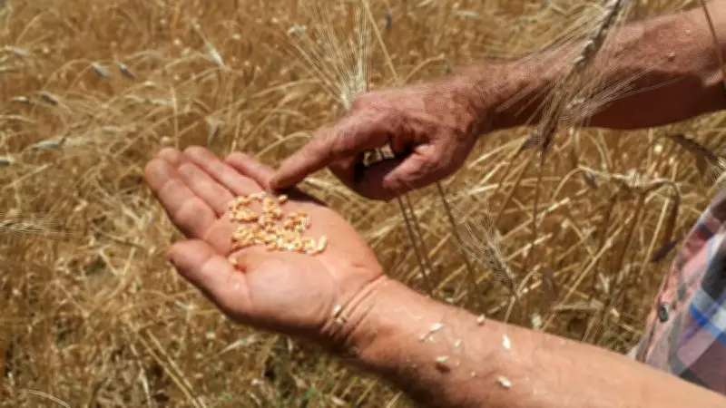 İsrail'den Tek Bir Tohum Dahi Alınmıyor, Yerli Üretim Vurgusu Yapıldı