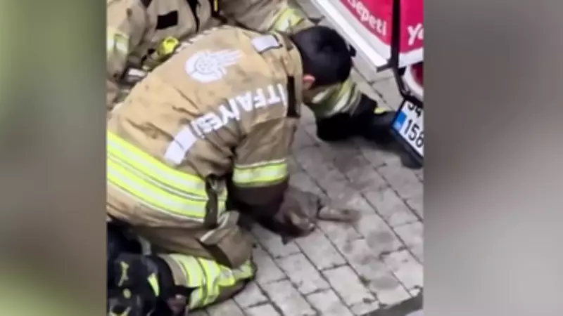 İstanbul Şişli'de Yangından Kurtarılan Kedi Kalp Masajıyla Hayata Döndü