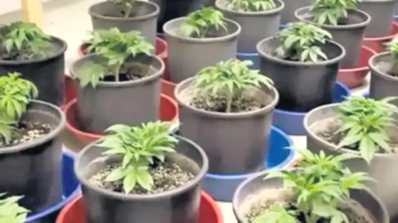 İstanbul'da Evde Uyuşturucu Serası Kurulmuş: 3 Gözaltı, 15 Kilo Marihuana Ele Geçirildi