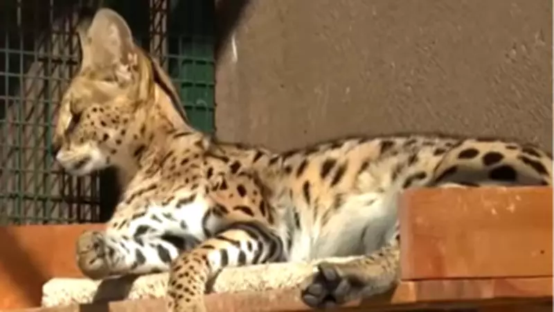 İstanbul'da Kaçak Serval Kedisi Operasyonu: 3 Yıl Kafeste Tutulan Vahşi Hayvan Kurtarıldı