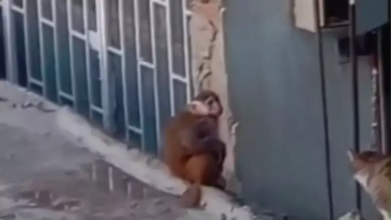 İstanbul'da Maymun Alarmı! Kaçan Rhesus Makak Çatılarda Dolaştı