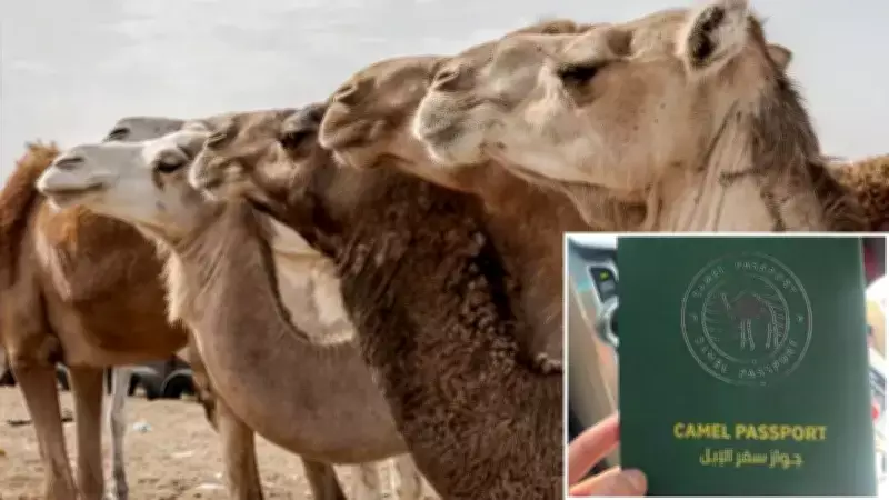 Suudi Arabistan Develere Kimlik Veriyor: 2.2 Milyon Deve Kayıt Altına Alınıyor