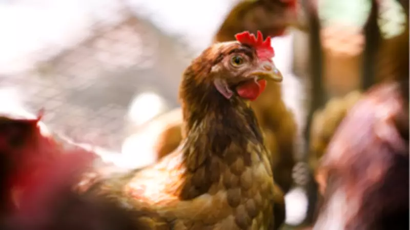 Tavuğa Ramazan Öncesi Yüzde 15 Zam: Ticaret Bakanlığı İhracatı Durdurdu