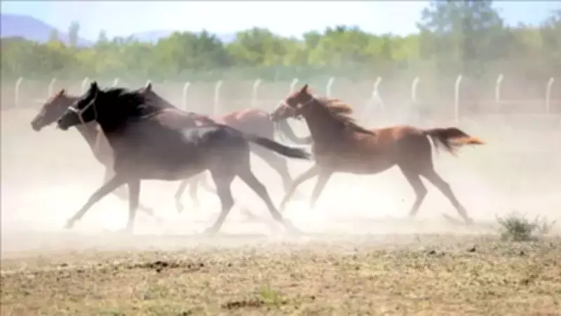 TİGEM'den '100 Milyon Liralık Yarış Atları Kayıp' İddialarına Net Açıklama
