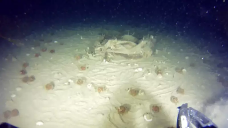 THY'nin 51 Yıl Önce Düşen Uçağından Yeni Parçalar Bulundu: Enkaz Arama Çalışmaları Sürüyor