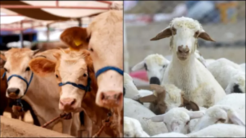 TÜİK 2025 Hayvansal Üretim Verileri: Büyükbaş ve Küçükbaş Hayvan Sayısında Artış