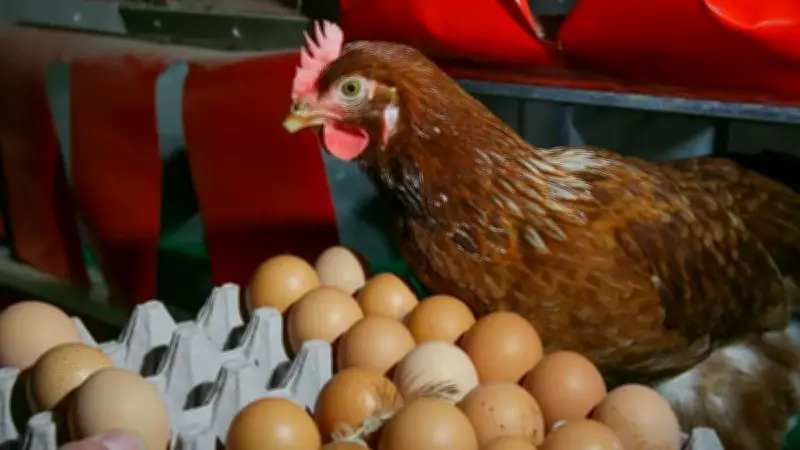 TÜİK Aralık Verilerini Açıkladı: Tavuk Eti ve Yumurta Üretiminde Artış