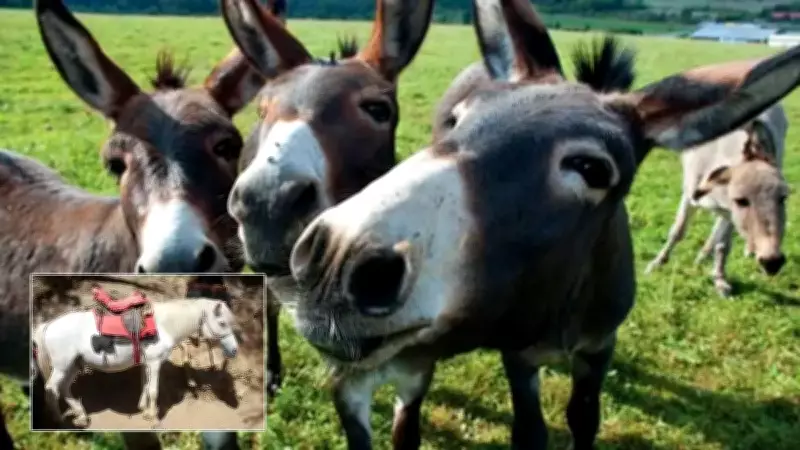 TÜİK Verileri: At, Eşek ve Katır Sayısında Çarpıcı Düşüş Yaşandı