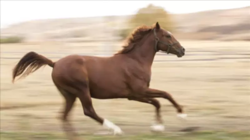 TMSF, Karpuz Danışmanlık'a Ait Safkan İngiliz Kısrağı ve Tayını İhaleye Çıkarıyor