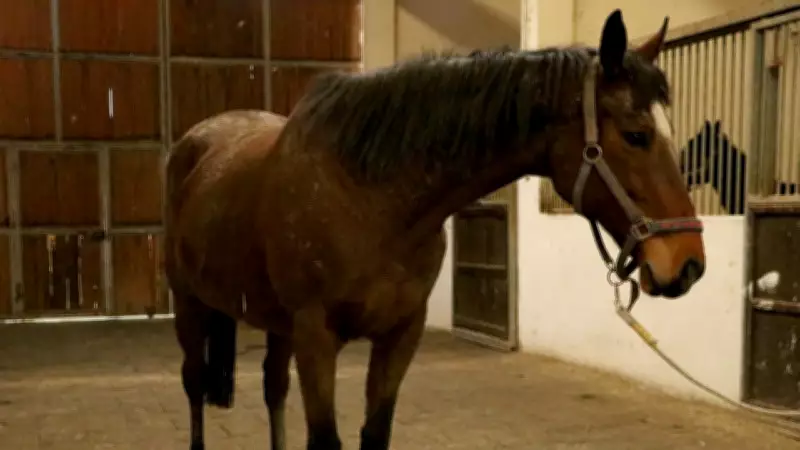 TMSF, Karpuz Danışmanlık'a Ait Safkan İngiliz Kısrağı ve Tayını İhaleyle Satışa Çıkarıyor