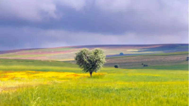 TOKİ 29 İlde 243 Arsa Satışı: Tarih, Ödeme Planı ve Nitelikler Açıklandı