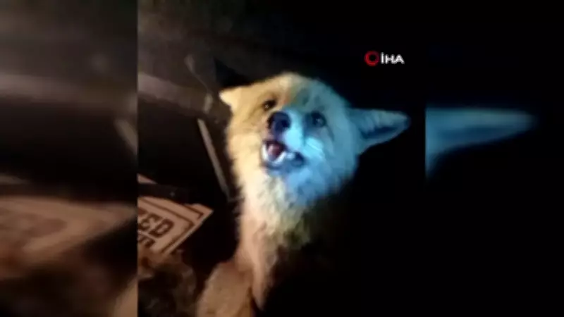 Tokat'ta Yol Kenarında Yaralı Tilki Bulan Vatandaşın İnsanlık Dersi: 'Gel Mınışım'