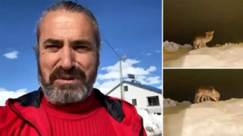 Tunceli'de Vatandaşın Yüreğini Isıtan Davranış: Aç Tilkiyi Elleriyle Besledi