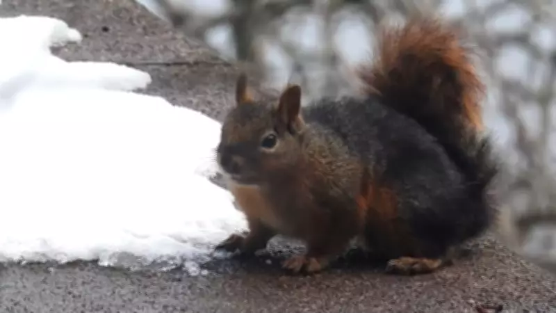 Uludağ'da Susuz Kalan Sincap Kar Yiyerek Hayatta Kalmaya Çalıştı