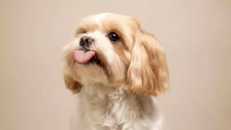 Uzmanlar Uyardı: Basık Burunlu Köpeklerin Sevimliliği Sağlık Sorunlarını Gizliyor