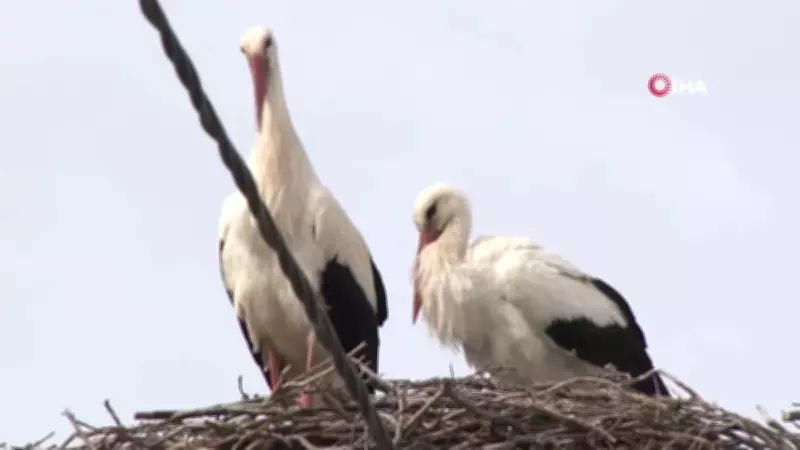 Yaren Leyleğin Eşi, Leylek Köyü'ne Erken Geldi: 15 Yıllık Dostluk Heyecanı