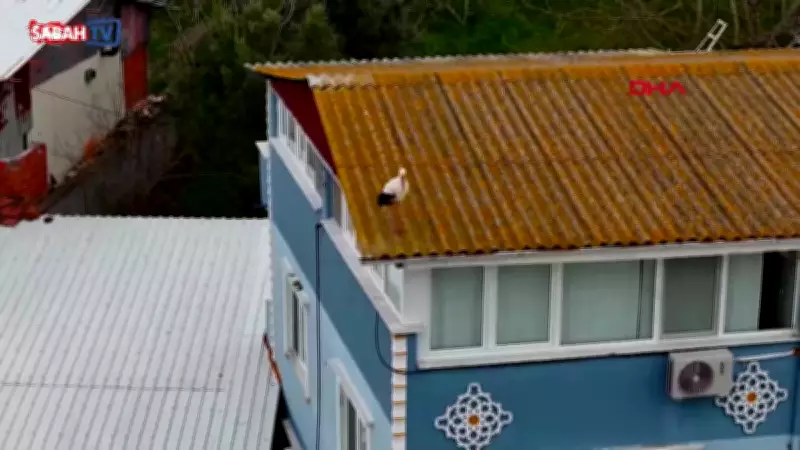 Yaren Leyleğin Eşi Nazlı, 20 Gün Erken Gelerek Rekor Kırdı ve Dronla Görüntülendi