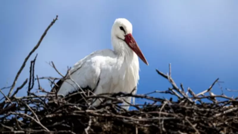 Yaren Leyleğin Eşi Nazlı, Bursa'da 20 Gün Erken Görüntülendi