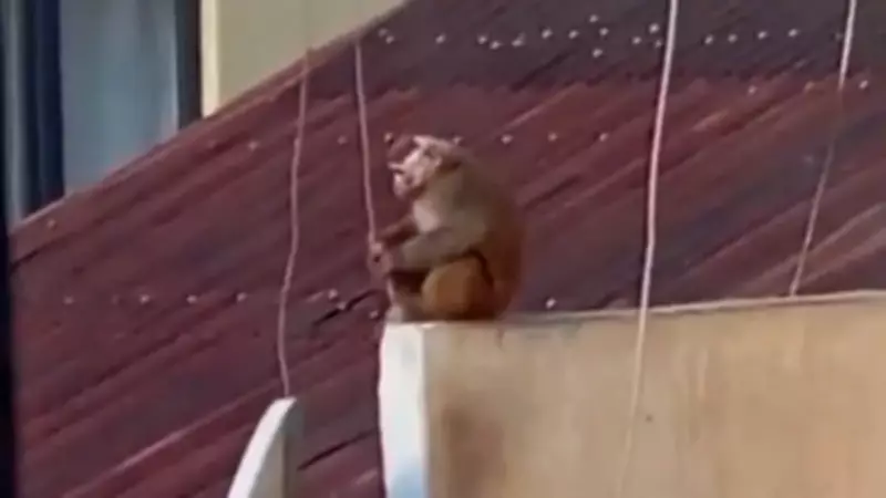 Yasaklı Makak Maymunu İş Yerinden Kaçtı, Çatıda Yakalandı