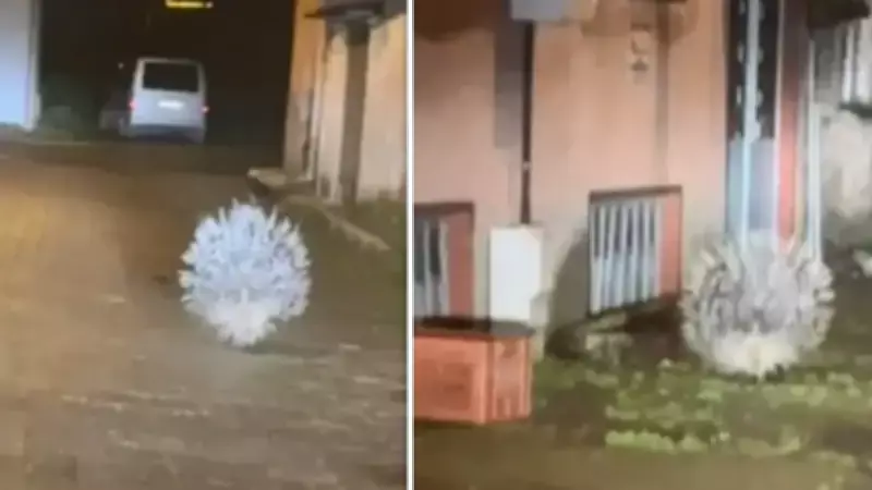 Yenipazar'da Muhtar, Nesli Tükenmekte Olan Oklu Kirpi ile Karşılaştı