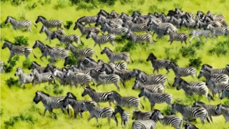 Zebraların Arasındaki Gizli Kaplanı Görebilenlerin Sayısı Şaşırtıyor!