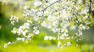 2026 Cemre Düşme Tarihleri Açıklandı: İlk Cemre Ne Zaman?