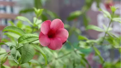 2026 Cemre Takvimi Açıklandı: İlk Cemre Havaya Ne Zaman Düşecek?