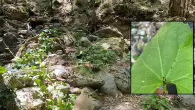 Çanakkale'de Yeni Böcek Türü Keşfedildi: Aphis Dardanelliensis