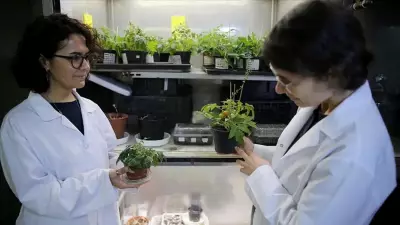 Ay ve Mars Toprağında Domates Yetiştirildi: TÜBİTAK Destekli Proje Başarıya Ulaştı