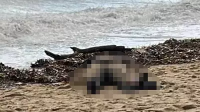 Balıkesir Ayvalık Sahilinde Kadın Cesedi Bulundu, Göçmen İhtimali Araştırılıyor