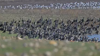 Diyarbakır'da Kabaklı Göleti'nde Binlerce Kuş Bir Arada Görüntülendi