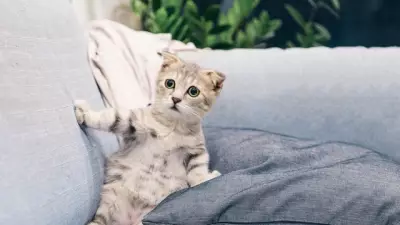 Dünya Kediler Günü: Farklı Tarihlerde Kutlanan Özel Günün Hikayesi