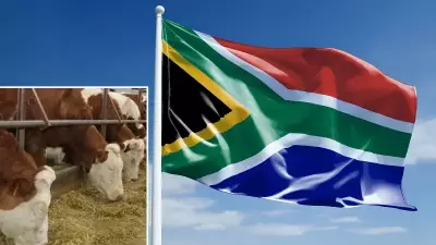 Güney Afrika'da Şap Salgını Nedeniyle Ulusal Afet Hali İlan Edildi