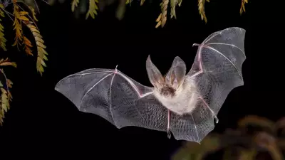 Hayvanlar Konuşuyor Olabilir! Bilim İnsanları Dili Çözmeye Çok Yaklaştı