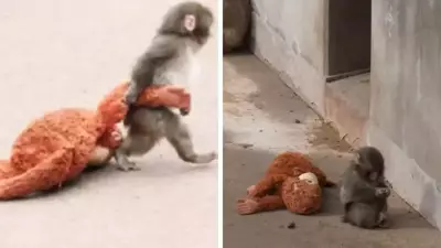 Japonya'da Terk Edilen Bebek Maymun Punch'ın Bakıcısı Duygusal Hikayeyi Anlattı