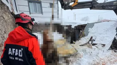 Kars'ta Kar Kütlesi İki Ahırı Yıktı: 4 Büyükbaş Hayvan Hayatını Kaybetti