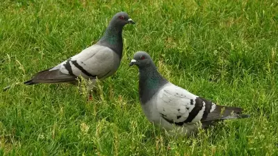 Krakow, Güvercin Nüfusunu Kontrol Altına Almak İçin Doğum Kontrol Programı Başlattı