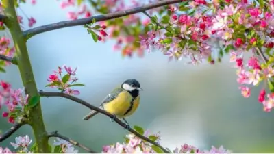 İlk Cemre Ne Zaman Düşecek? 2026 Yılı Cemre Takvimi Açıklandı