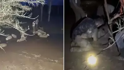 Muğla'da Çamura Saplanan Sürü Kurtarıldı: 30 Koyun Kurtuldu, 2'si Öldü