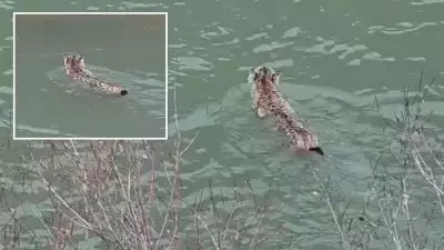 Nesli Tehlike Altındaki Vaşak, Artvin'de Bir Çay Bahçesinde Görüntülendi