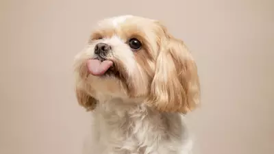 Uzmanlar Uyardı: Basık Burunlu Köpeklerin Sevimliliği Sağlık Sorunlarını Gizliyor