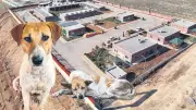 Şanlıurfa'da Sahipsiz Köpek Sorunu Kökten Çözüldü