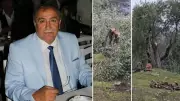 CHP'li Kılbey'e Zeytin Ağacı Kesimi İçin 36 Bin Lira Para Cezası