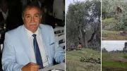 CHP'li İlçe Başkanı'nın Arazisindeki Zeytin Katliamı İstifaya Yol Açtı