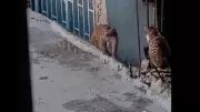 Fikirtepe'de Yasaklı Rhesus Makak Maymunu Kaçtı ve Yakalandı
