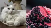 Kedi Kanseri Araştırması İnsan Tedavisi İçin Umut Oldu