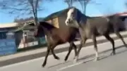 Çorum'da Başıboş Atlar Trafikte Tehlike Yarattı, Sürücüler Tehlike Anlarını Görüntüledi