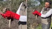 Tedavi Edilen İki Şahin Doğal Yaşam Alanlarına Kavuştu
